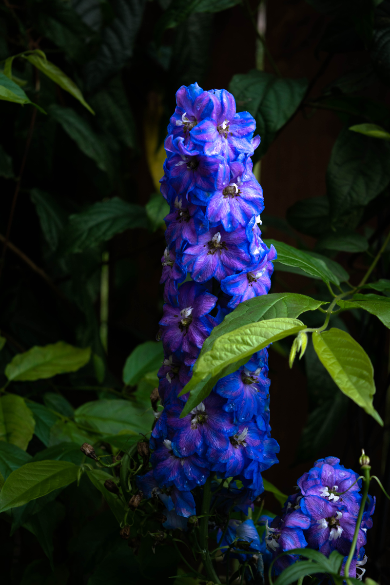 Illustration for article titled Flowers from the Backyard